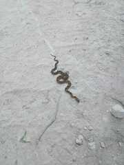 Pituophis deppei