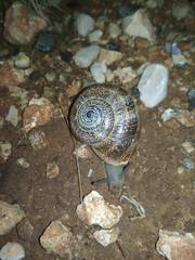 Otala punctata