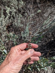 Penstemon centranthifolius