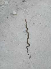 Pituophis deppei