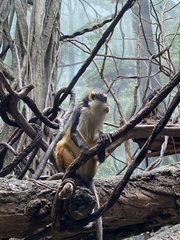 Cercopithecus wolfi