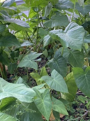 Xanthosoma sagittifolium