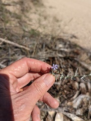 Eriastrum densifolium