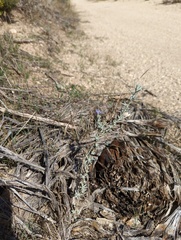 Eriastrum densifolium