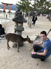 Cervus nippon centralis