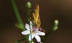Copaeodes aurantiaca