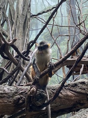 Cercopithecus wolfi