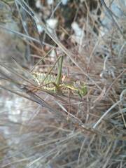 Parasteropleurus perezii