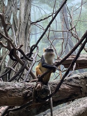 Cercopithecus wolfi
