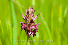 Anacamptis coriophora