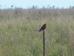 Leistes superciliaris