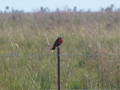 Leistes superciliaris