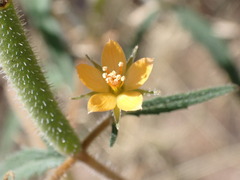 Mentzelia asperula