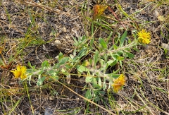 Heterotheca villosa