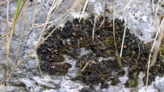 Lathagrium cristatum