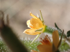 Mentzelia asperula