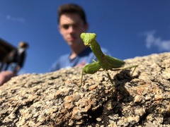 Hierodula patellifera patellifera