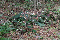 Alternanthera brasiliana