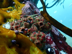Pyura chilensis