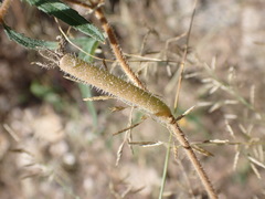 Mentzelia asperula