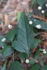 Alternanthera brasiliana
