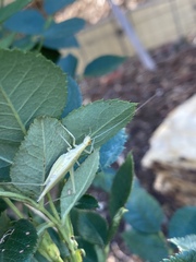 Oecanthus quadripunctatus