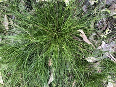 Cyperus gracilis