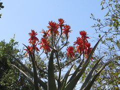 Aloe volkensii image