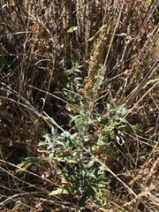 Artemisia douglasiana