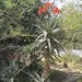 Aloe volkensii - Photo (c) Kenneth Bader,  זכויות יוצרים חלקיות (CC BY-NC), הועלה על ידי Kenneth Bader