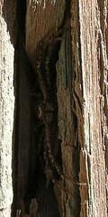 Bassaniana utahensis
