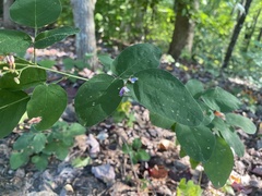 Symphoricarpos mollis