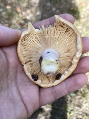 Lactarius vinaceorufescens