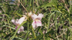 Chilopsis linearis arcuata