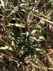 Artemisia douglasiana