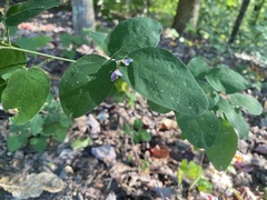 Symphoricarpos mollis