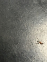 Formica fusca