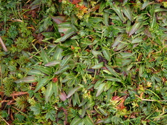 Hypochaeris sessiliflora