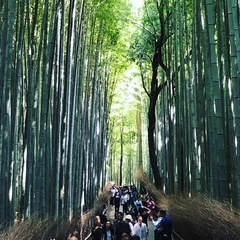 Phyllostachys edulis