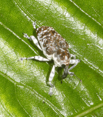 Peridinetus irroratus