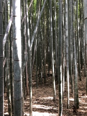 Phyllostachys edulis