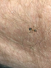 Formica fusca