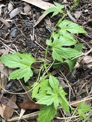 Diplocyclos palmatus