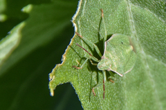 Thyanta custator accerra