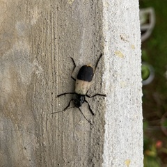 Chauliognathus tripartitus
