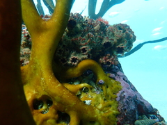 Pyura chilensis