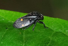 Cercopidae