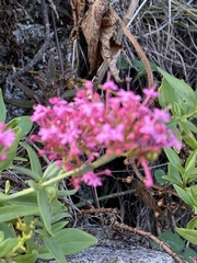 Centranthus ruber