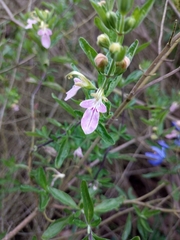 Teucrium bicolor