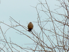 Leistes superciliaris